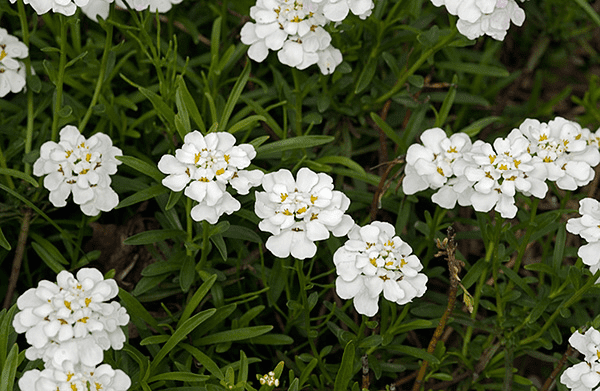 Des images de diff�rentes plantes